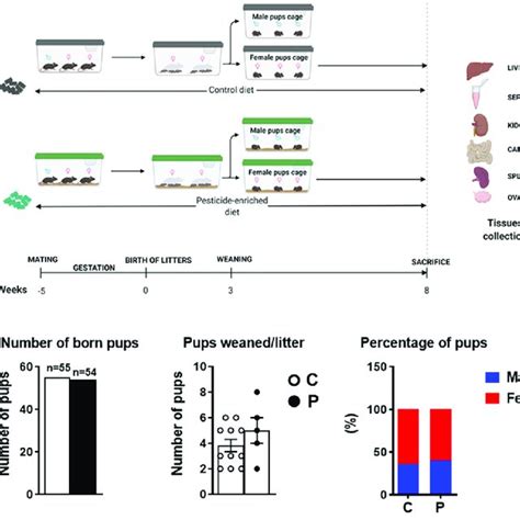 A Experimental Timeline C Bl J Female Mice F Were Fed A