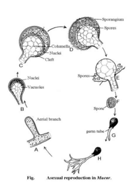 Mucor Life Cycle