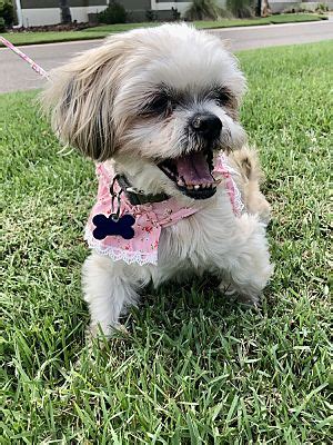 Orlando FL Shih Tzu Meet Priscilla A Pet For Adoption AdoptaPet