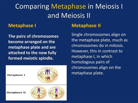 The Processes Of Cell Division Mitosis And Meiosis Ppt Download