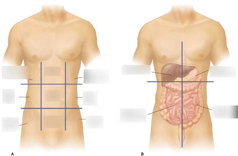 Anatomical Regions And Quadrants Diagram Quizlet