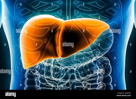 Liver 3d Rendering Illustration Anterior Or Front View Close Up Organ