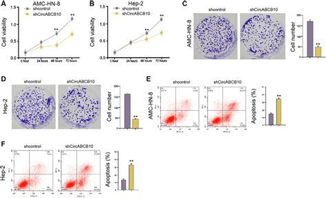 Circular Rna Abcb Contributes To Laryngeal Squamous Cell Carcinoma