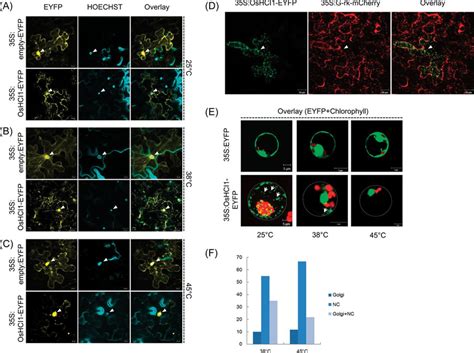 Subcellular Localization Of The Oshci Eyfp Fusion Protein Each