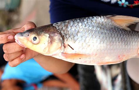 Foto Ikan Yang Masih Bertahan Di Sungai Musi