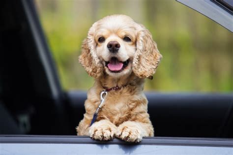 愛犬とのドライブを楽しもう！ 犬連れドライブの注意点について｜みんなのペットライフ