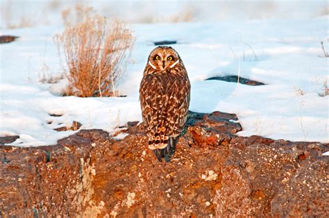 Owl Photograph By Elijah Weber Pixels