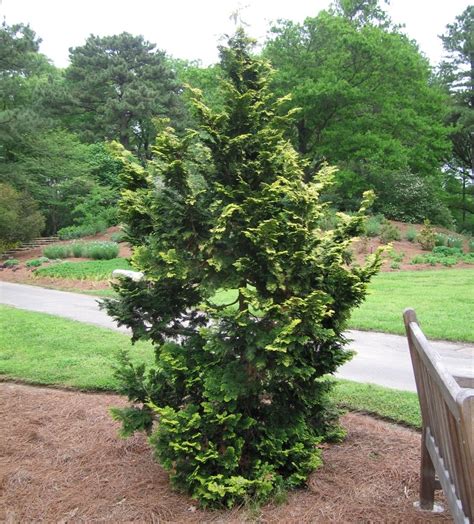 Chamaecyparis Obtusa Confucius Hinoki Cypress Siteone