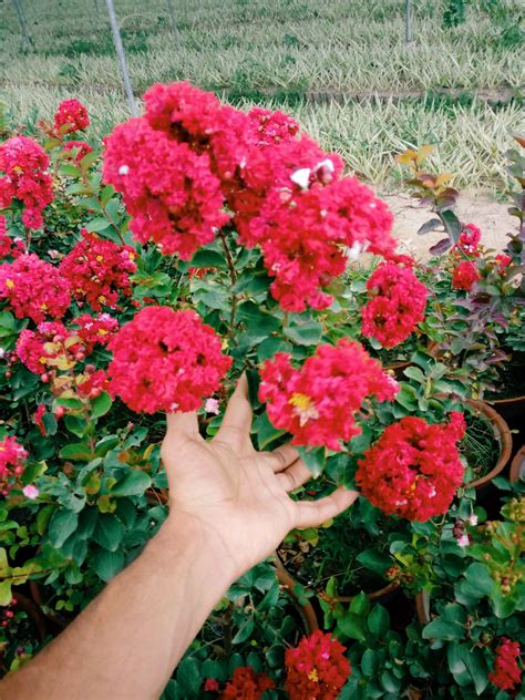 Lagerstroemia Dwarf Red: A Burst of Vibrancy for Your Garden from Aziz