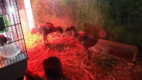 My Velociraptor Naked Fighting Chickens YouTube