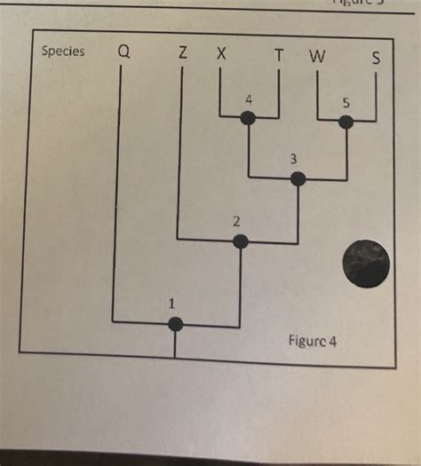 Solved Activity 1: How To Read a Phylogenetic Tree (use | Chegg.com