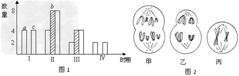 细胞的减数分裂解析高中生物 新东方在线网络课堂