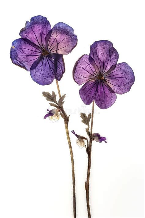 Flores Secas Y Prensadas Aisladas En Fondo Blanco Hermoso Herbario