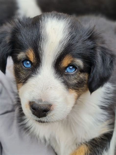 Miniature Australian Shepherd Mini Aussie Australien Shephard Blaue