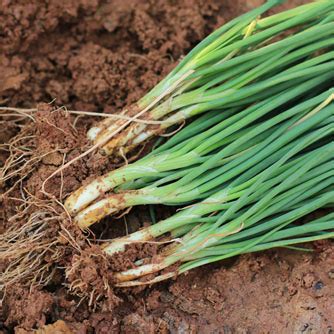 How To Grow Spring Onions - Eco Organic Garden