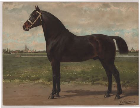 Paardenrassen Otto Eerelman De Geschiedenisbibliotheek Van Groningen