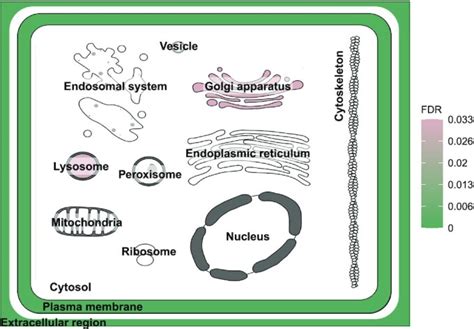subcellularvis  web based tool  simplify  visualise subcellular