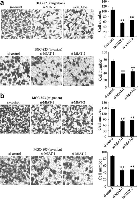 Miat Depletion Inhibited Migration And Invasion Of Gc Cell A Bgc 823