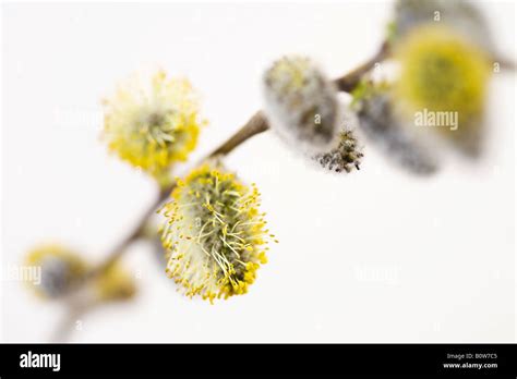 Willow Salix Catkins Pussy Willows Stock Photo Alamy