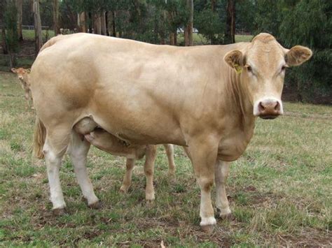 Females Elite Blonde Stud