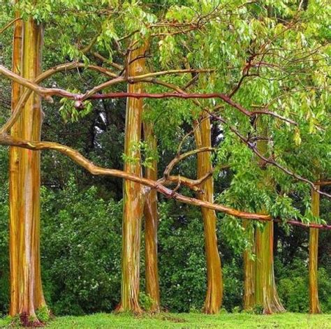 Rainbow Eucalyptus Wander Lord
