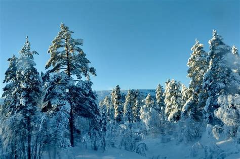 Winter groepsvakantie Zweden 18-32 jaar