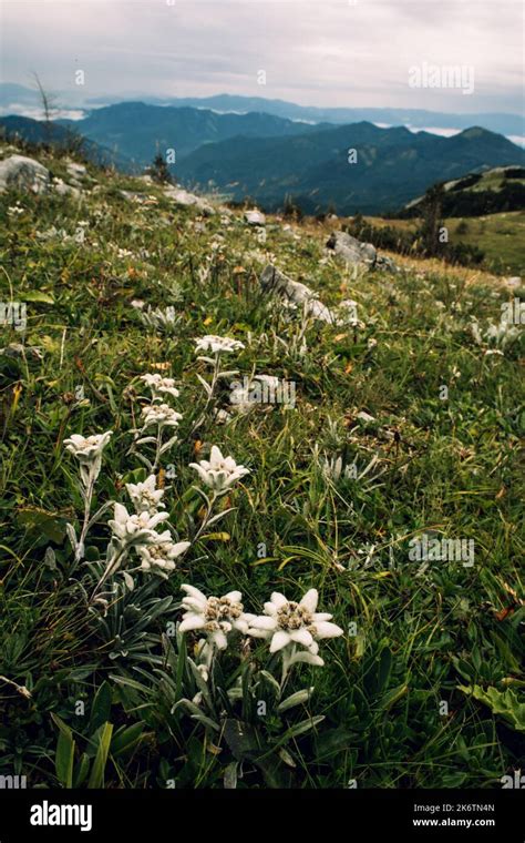 Alpine edelweiss (Leontopodium nivale), edelweiss soil on the ...