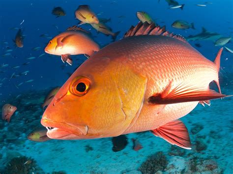 Pacific Red Snapper Fresh Red Snapper Buy Red Snapper Red Snapper