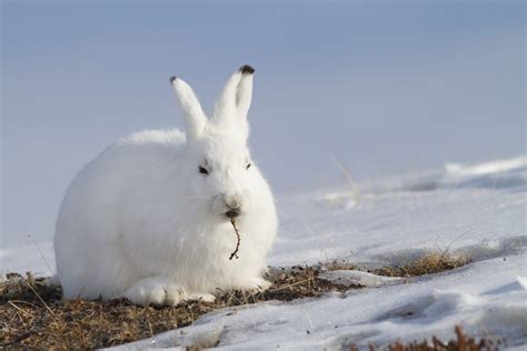 BBYY’s journey: Scientists track Arctic hare’s ‘record-setting’ travels