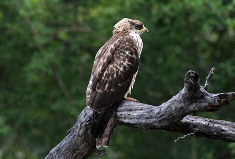 Осоед птица (27 фото) - красивые фото и картинки pofoto.club