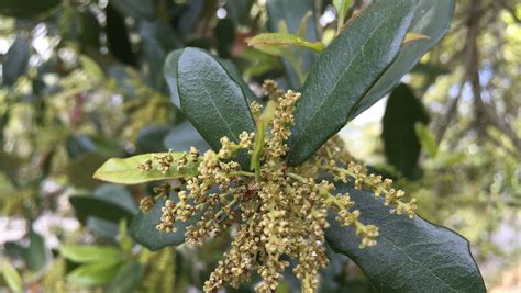 Local pollen levels 'medium-high'