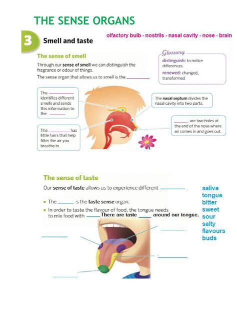 Sense organs | Free Interactive Worksheets | 275998