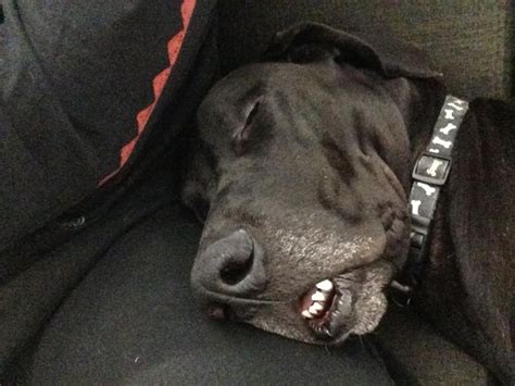 I imagine the dog is snoring judging by this picture lol Snoring, Daily ...