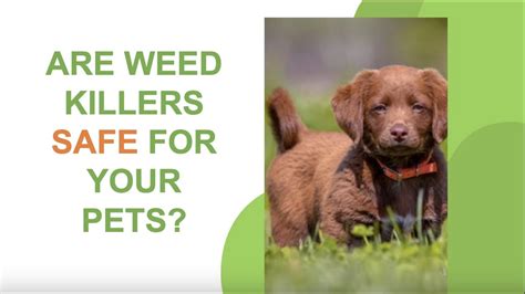 how long is weed killer toxic to dogs
