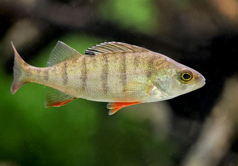 perciformes characteristics  zac ayers blog