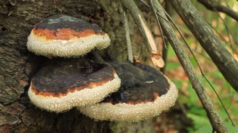 Fungos E Parasitas - Fungos Predadores E Fungos Parasitas: O Que São? Qual a Diferença ...