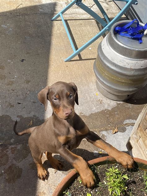 Doberman Pinscher: Diseases and Health Issues : Doberman
