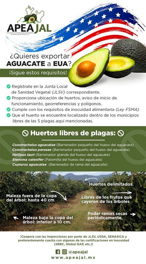 Publica Apeajal Requisitos Para Exportar Aguacate De Jalisco A Usa