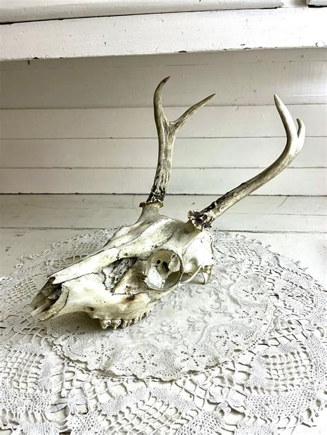 Vintage Deer Skull With Antlers Etsy