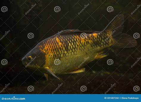 Carassius Gibelio Prussian Carp Or Gibel Carp Wide Spread And Very