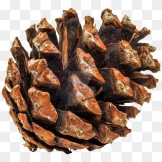 Pine Cone Png Clipart 784027 PikPng