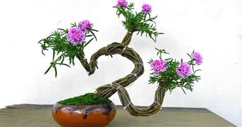 Unique Bonsai Flower Pot Ideas: The 10-Hour Flowerpot – Garden Green Insights