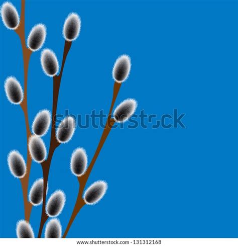 Pussy Willow Stock Vector Royalty Free Shutterstock