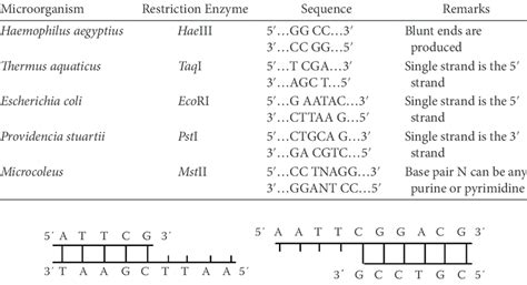 1 Restriction Endonucleases From Various Sources Download Table