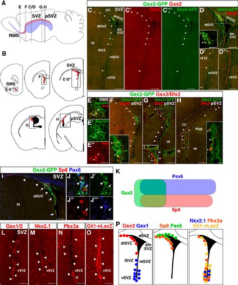 Regionally Restricted Expression Of Gsx2 In The Adult Neurogenic Niche