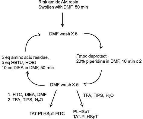 Schematic Of Tat Peptide And Phosphopeptide Derivative Via Solid Phase Download Scientific