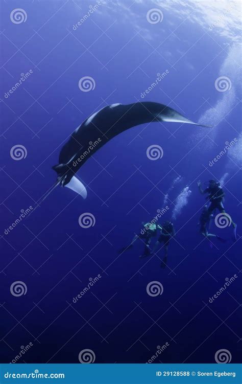 Scuba Divers Looking At Swimming Manta Ray Editorial Stock Photo