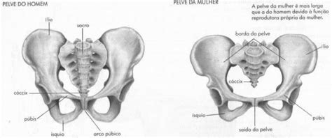 Onde Fica A Pélvica - Diagrama De Anatomia Pelvica Feminina