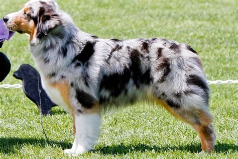 australian shepherds  docked tails  german shepherd