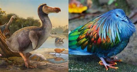 Science Startup Hopes To Bring The Extinct Dodo Bird Back To Life